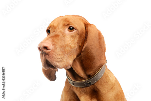 Portrait of an adorable magyar vizsla