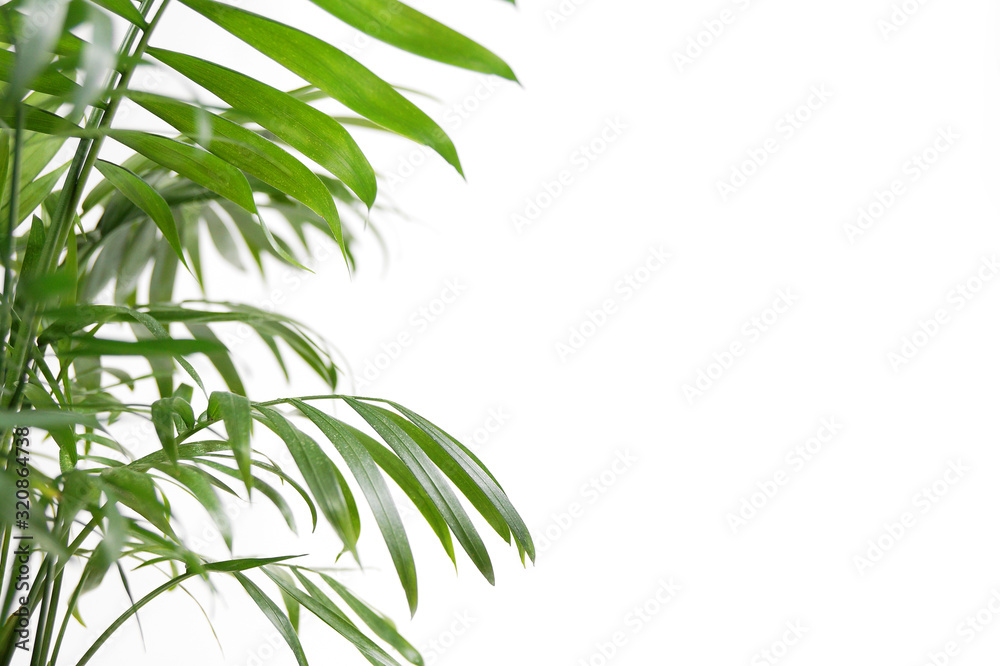 stem with green leaves on a white background. layout and template for text stem with green leaves on a white background. layout and template for text