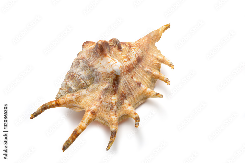 A large mollusk shell of sand color with needles, top view at an angle on an isolated background. A large mollusk shell of sand color with needles, top view at an angle on an isolated background.