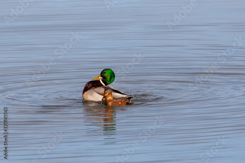 Mallard ducks on a pond
