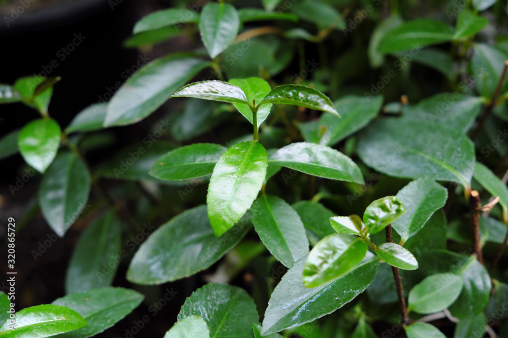 Aphanopetalum resinosum (2019) Aphanopetalum resinosum (2019)