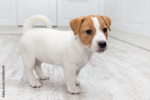 Puppy sitting on floor. Jack russell terrier