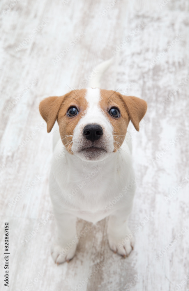 Puppy sitting on floor.  Jack russell terrier
