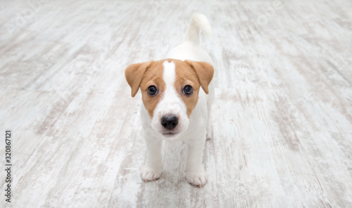 Puppy sitting on floor. Jack russell terrier. Small adorable doggy with funny fur stains.