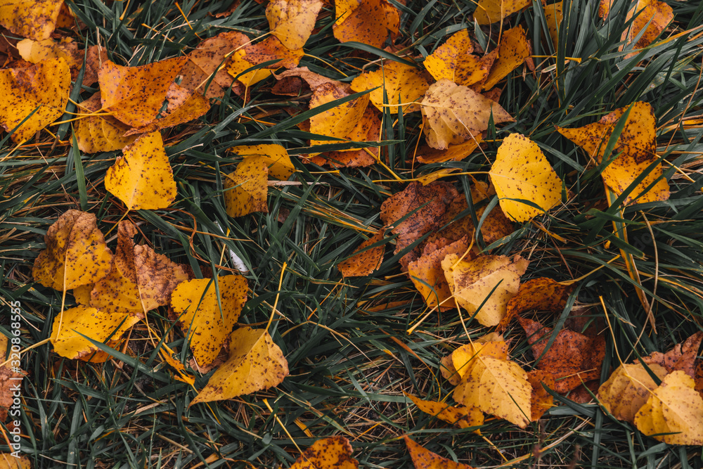 autumn leaves, background