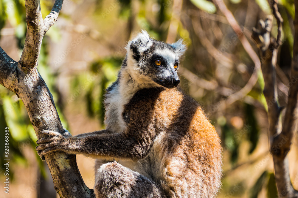 Naklejka premium Ring-tailed lemur (Lemur catta / cata) on the island of Madagascar at the Isalo National Park