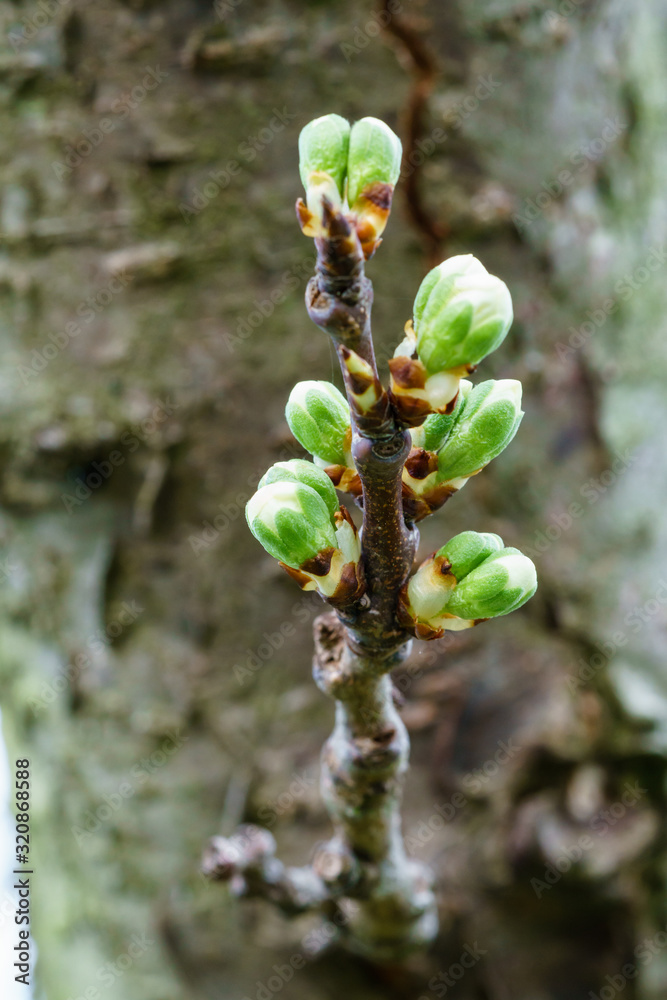 New winter buds of a cherry tree (prunus avium) with green sepals and white petals sprouting in German orchard in spring. Close-up, macro shot with background blur, vertical format New winter buds of a cherry tree (prunus avium) with green sepals and white petals sprouting in German orchard in spring. Close-up, macro shot with background blur, vertical format