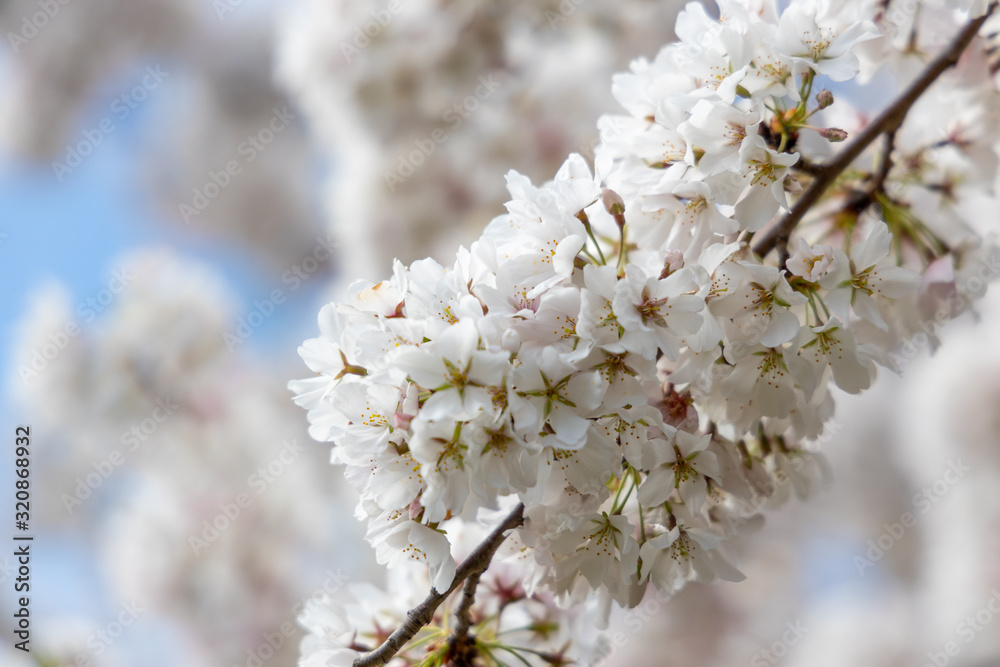 Closeup of a Cherry Blossoms During the Annual Washington DC Cherry Blossom Festival Closeup of a Cherry Blossoms During the Annual Washington DC Cherry Blossom Festival