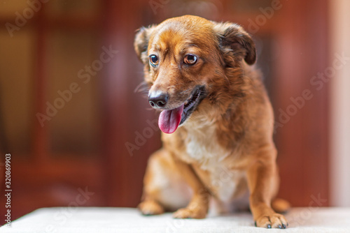 Red-haired dog sits with open mouth. Photographed close-up.