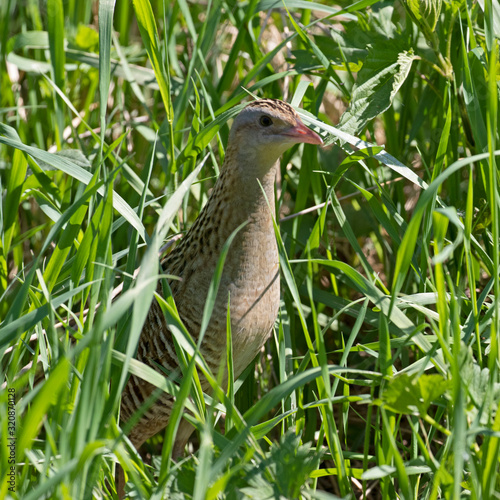 The corn crake  corncrake or landrail  Crex crex  is a bird in the rail family. 