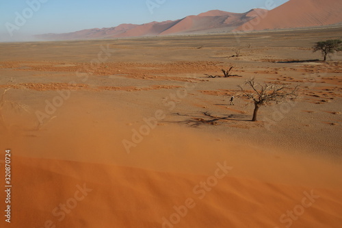 Dünen und Kameldornbaum im Sossusvlei - Namibia