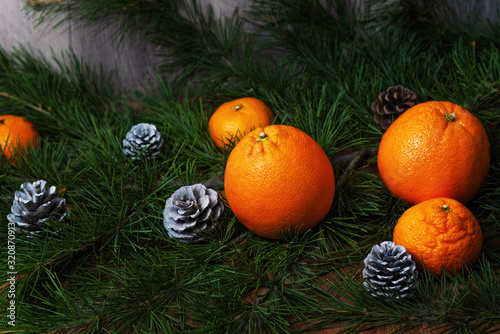 Oranges and tangerines on a fir branch