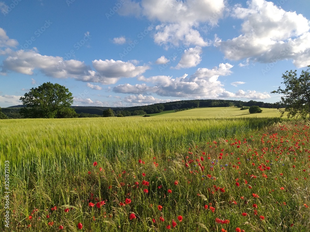 field of flowers