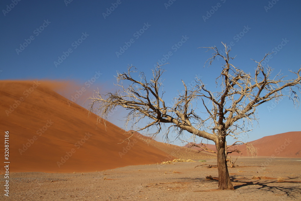 Dünen und Kameldornbaum im Sossusvlei - Namibia Dünen und Kameldornbaum im Sossusvlei - Namibia