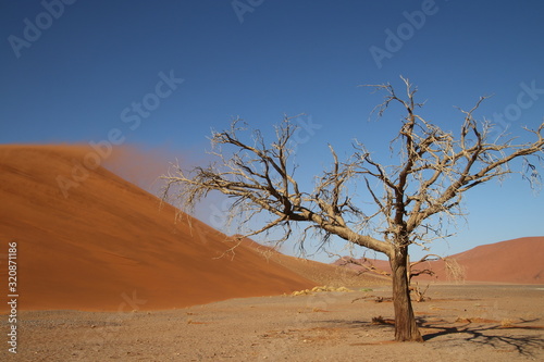 D  nen und Kameldornbaum im Sossusvlei - Namibia