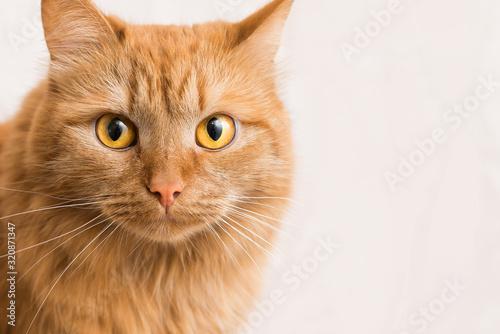 muzzle of a red-haired beautiful cat close-up. orange home happy cat with yellow eyes on white background copy space © Асель Иржанова