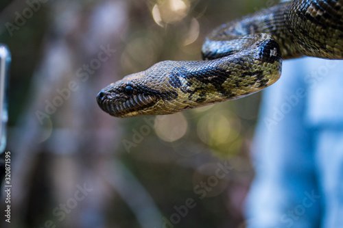 Malagasy or Madagascar Tree Boa (Boa manditra or Sanzinia madagascariensis) macro of head and body in rainforest of Ranomafana, Madagascar. photo