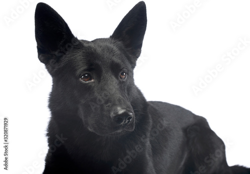 Portrait of a lovely shepherd dog