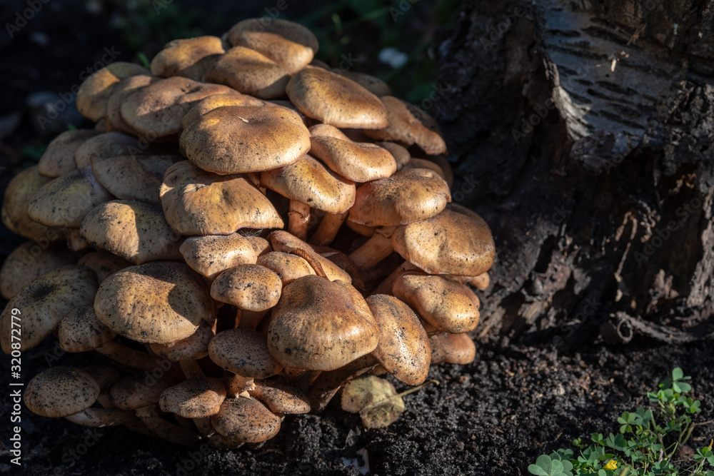 Wild forest and garden mushrooms known as honey mushrooms. Wild forest and garden mushrooms known as honey mushrooms.
