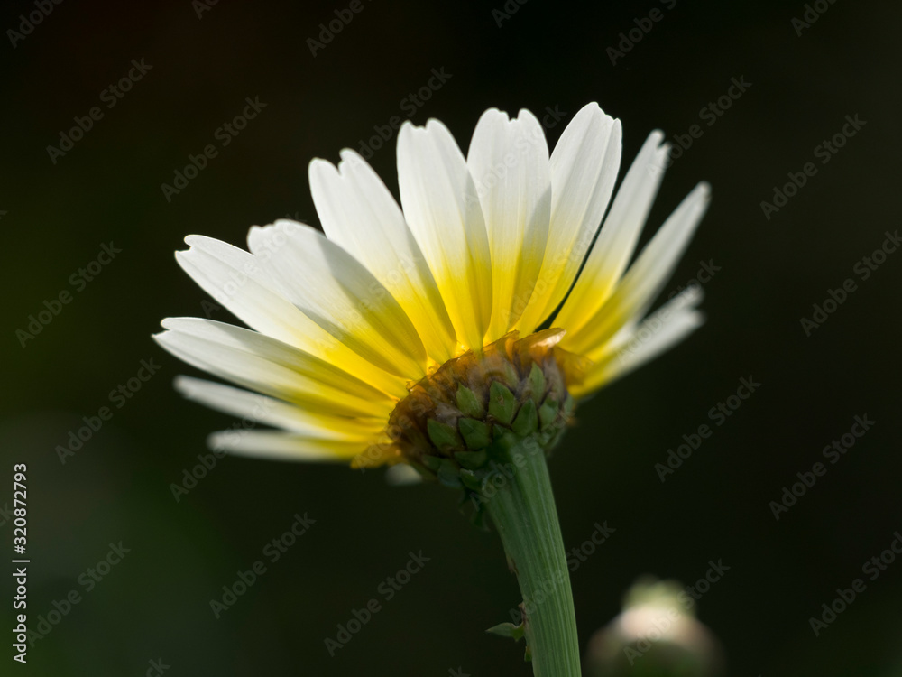 Fototapeta premium Una margarita. Bellis perennis