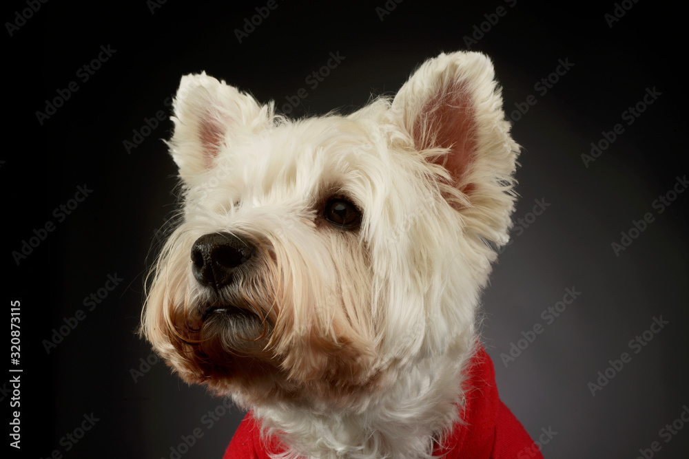 Portrait of a lovely West Highland White Terrier westie Portrait of a lovely West Highland White Terrier westie
