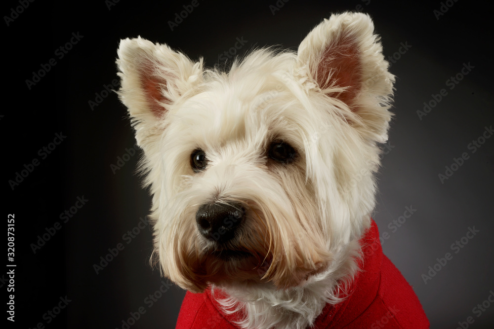 Portrait of a lovely West Highland White Terrier westie Portrait of a lovely West Highland White Terrier westie