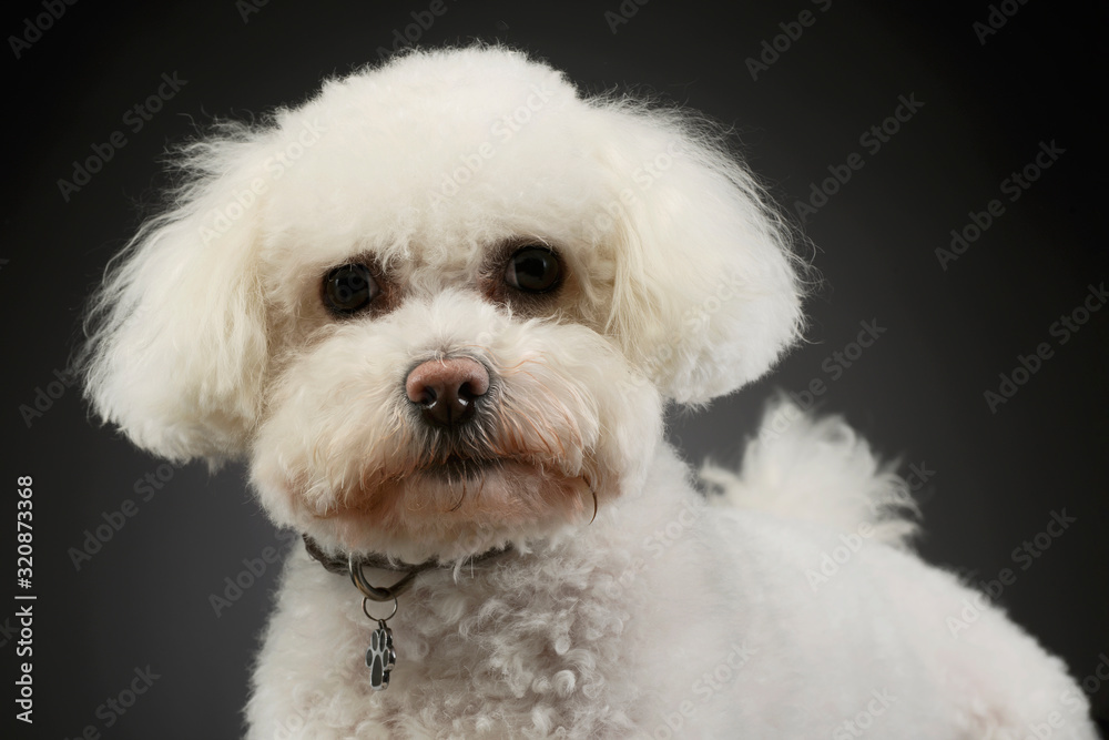 Portrait of an adorable Bolognese Portrait of an adorable Bolognese