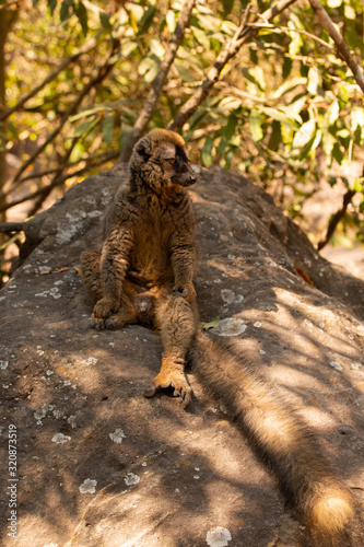 The common brown lemur in the isalo national park