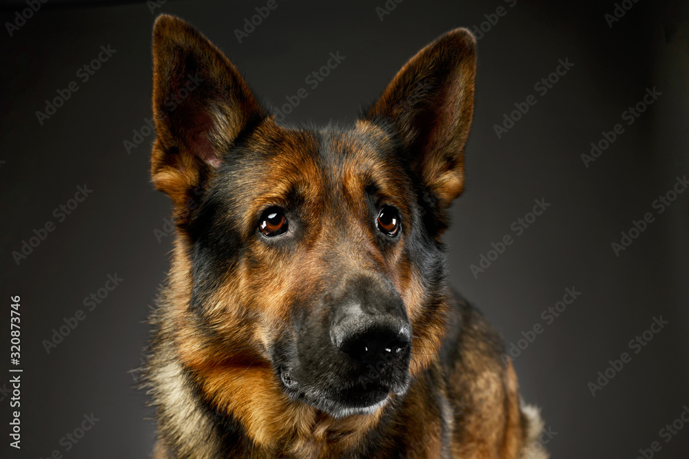 Portrait of an adorable german shepherd dog Portrait of an adorable german shepherd dog