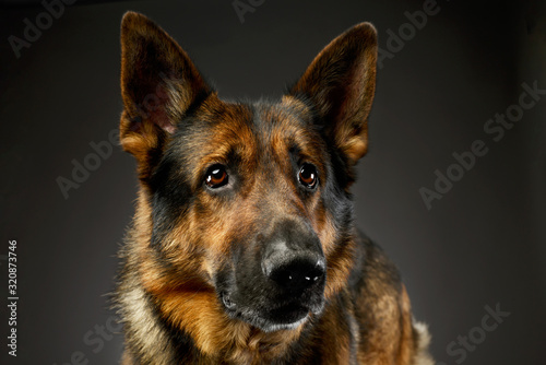 Portrait of an adorable german shepherd dog
