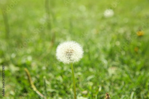 Dandelion fluff on green grass background. Dandelion on a background of green grass. Beautiful blurred bokeh . Close-up view of dandelion on grass with place for the text . © Adil