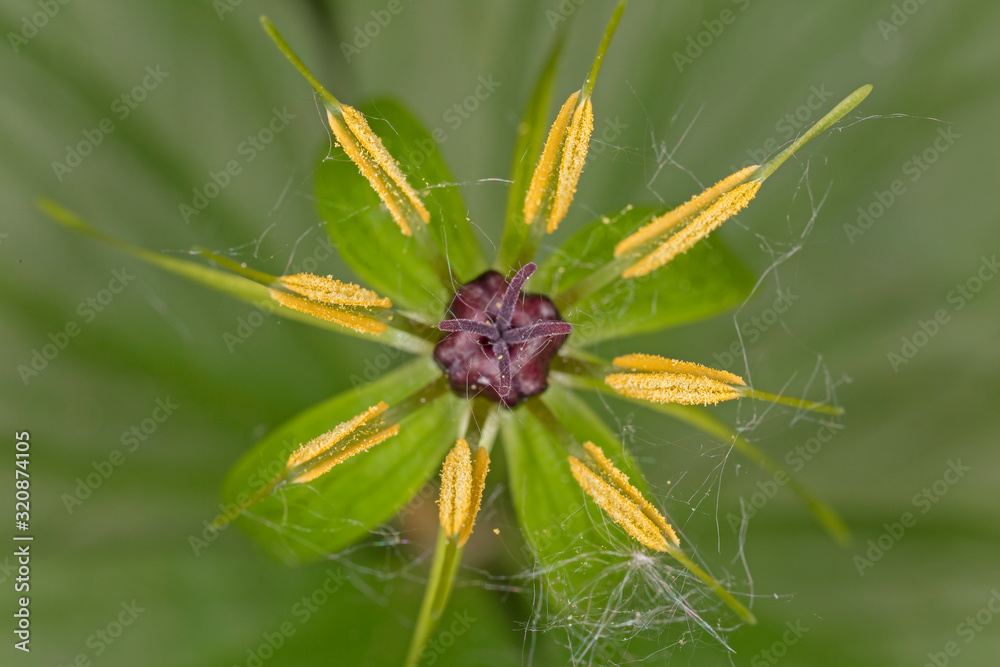 Herb Paris flower (Paris quadrifolia) top view, close-up. Herb Paris flower (Paris quadrifolia) top view, close-up.