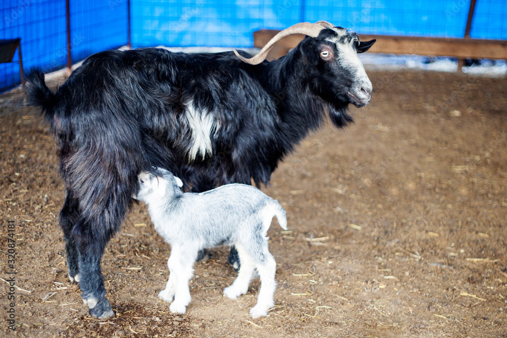 Fototapeta premium goat on a farm