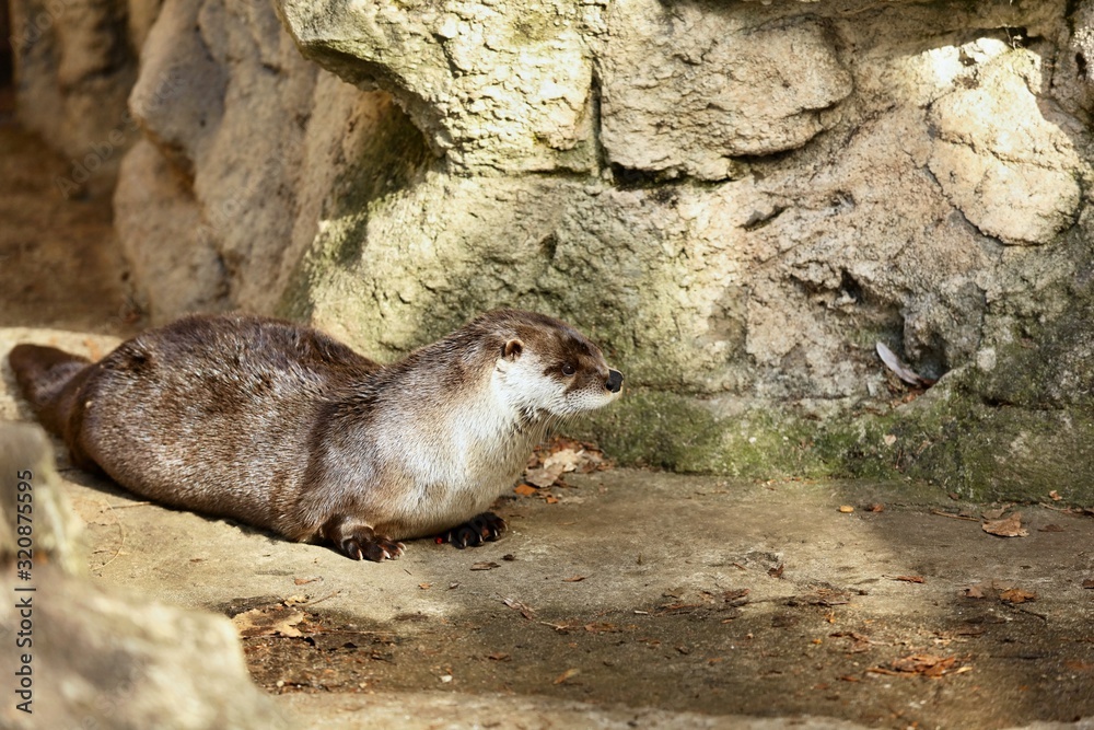 Obraz premium The North American river otter in ZOO