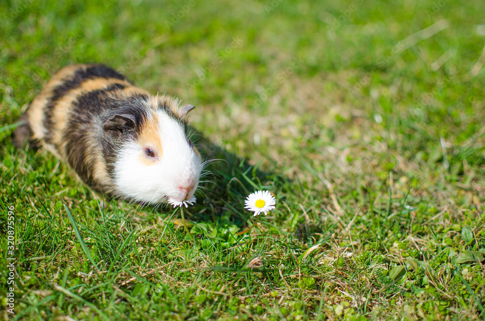 Fototapeta premium Grazing guinea pig on grass on a beautiful sunny spring day