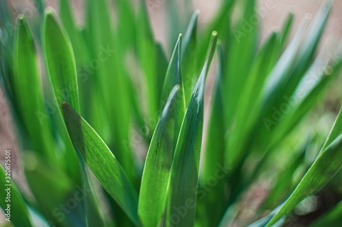 Fresh juicy green grass for summer