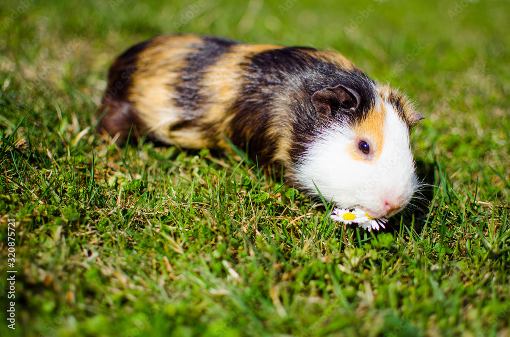 Grazing guinea pig on grass on a beautiful sunny spring day Grazing guinea pig on grass on a beautiful sunny spring day