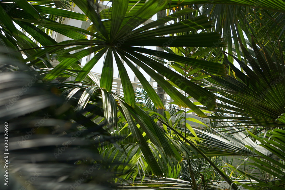 Fototapeta premium palm leaves in greenhouse 