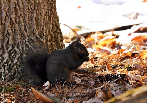 Eastern gray squirrel, black form in natural environment. Wisconsin state park.