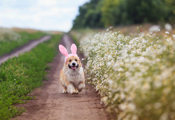 cute a Corgi puppy runs merrily along the road in a Sunny garden with daisies in pink Easter ears