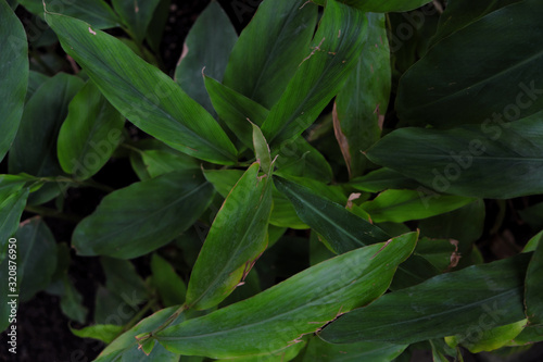 Alpinia nutans (2019)