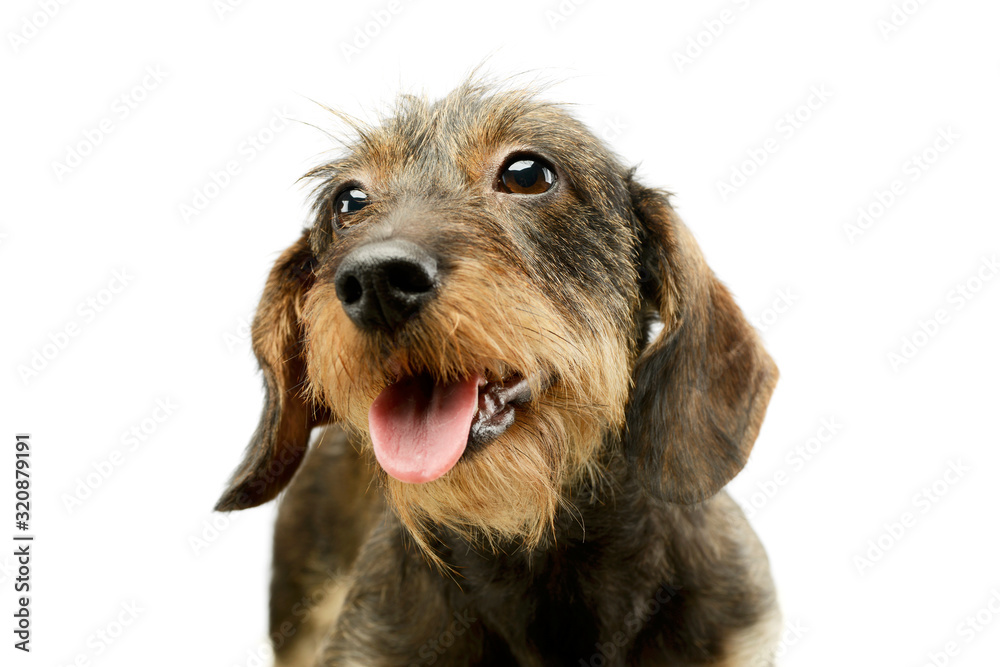 Portrait of an adorable Dachshund Portrait of an adorable Dachshund