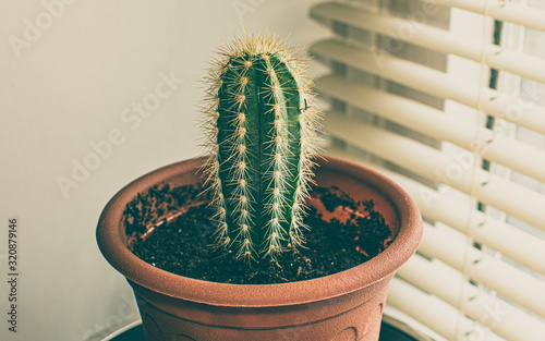 cactus, plant