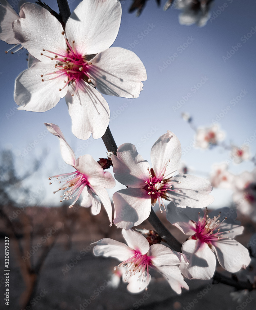 Fototapeta Spring Cherry blossoms, pink and white flowers.