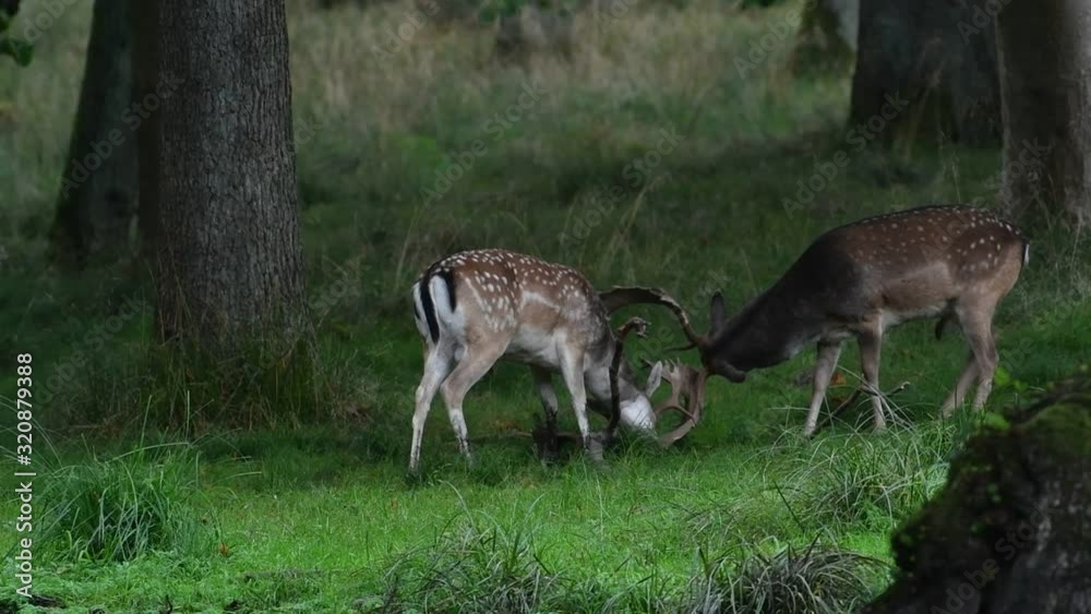 Two fallow deer (Dama dama) bucks fighting by locking antlers in forest during the rut in autumn