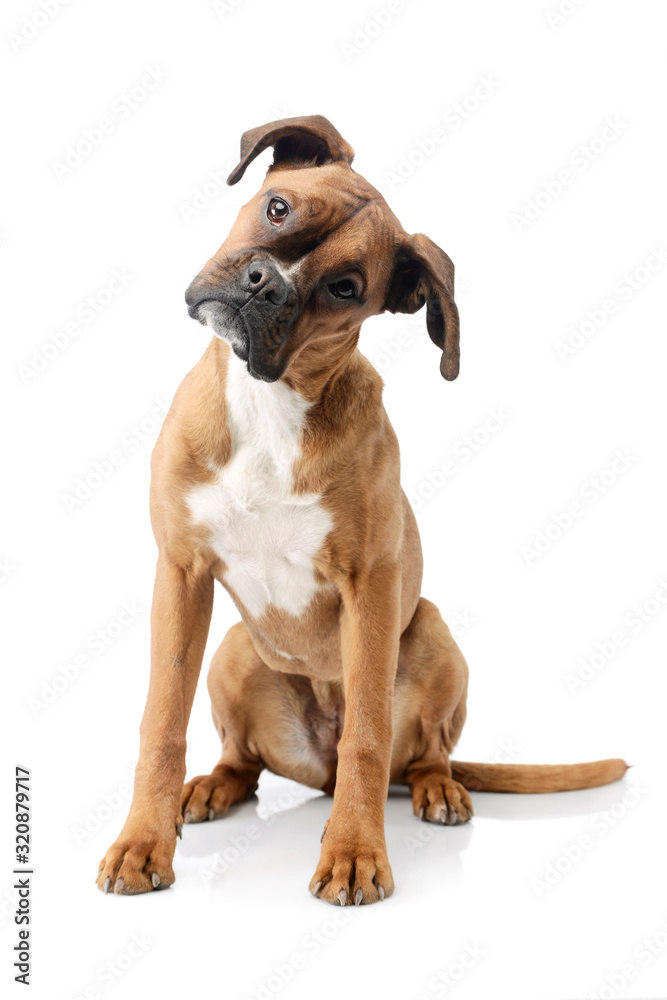 Studio shot of an adorable boxer puppy Studio shot of an adorable boxer puppy