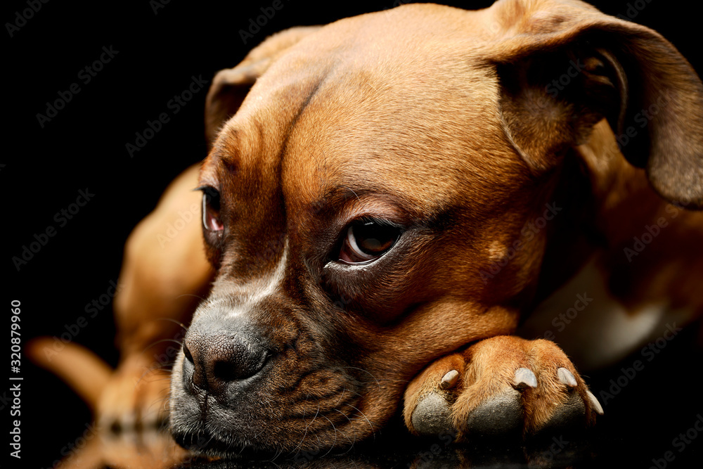 Portrait of an adorable boxer puppy Portrait of an adorable boxer puppy