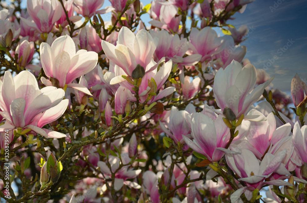 Magnolienbaum in prachtvoller Blüte unter blauen Himmel, Frühling 