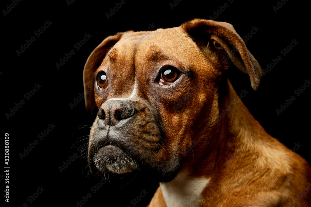 Obraz premium Portrait of an adorable boxer puppy