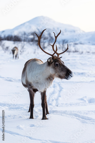 Reindeer in Norway © Alessandro Persiani